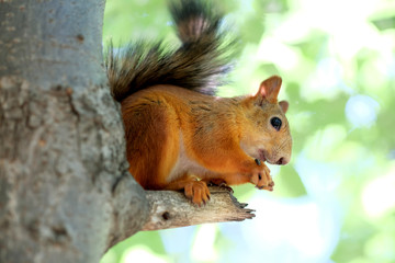 Naklejka na ściany i meble Red squirrel on tree