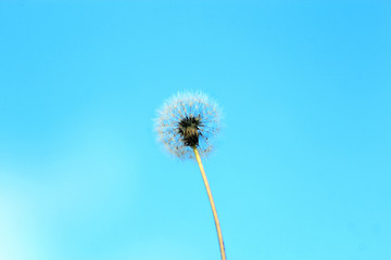 dandelion on the blue sky background