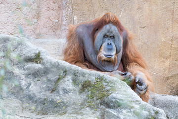 old orang utan careful watching the scenery © ecwo
