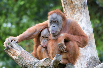 cuddling orang utans © ecwo