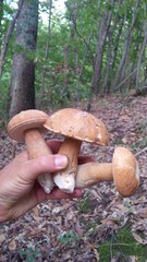 tre funghi porcini
