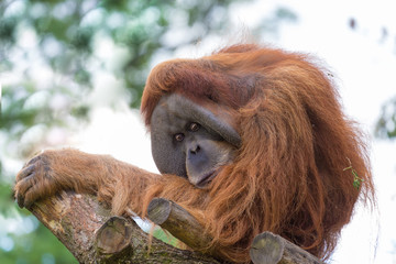 old orang utan lost in thoughts © ecwo