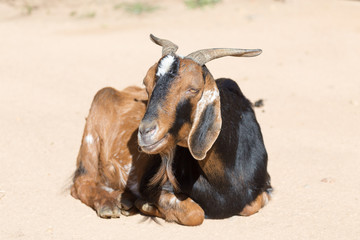 brown goat in the sun