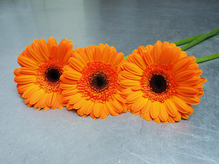 Orange gerbera daisy flowers