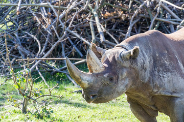 closeup of impressive  two-horned rhino