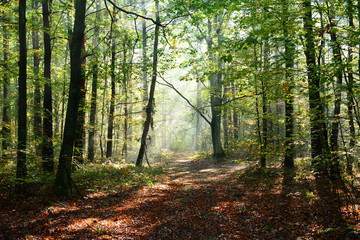 Obraz premium Beautiful morning in the forest