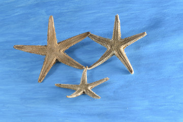 Fototapeta na wymiar 3 estrellas de mar unidas por una pata. Fondo pintado de azul.