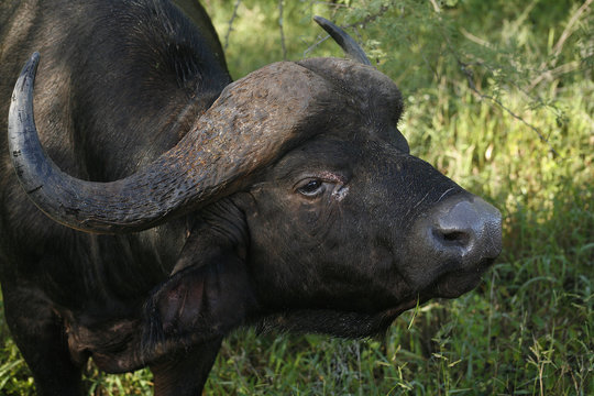 Afrikansk Buffel närbild på huvudet med stora horn