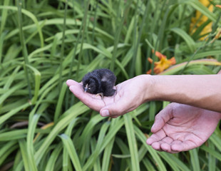 Chicken in hand. The small newborn chicks in the hands of man