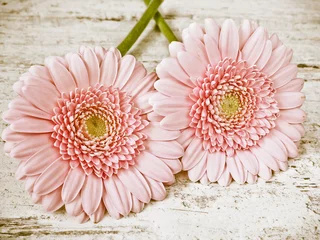Cercles muraux Gerbera Pink gerbera daisy flower