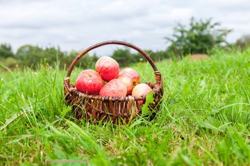 Wooden wicker basket with fresh ripe apples in garden on green g