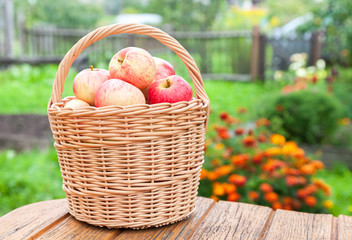 Wooden wicker basket with fresh ripe apples in the garden agains