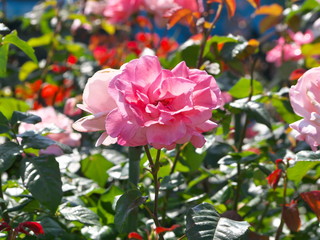 Obraz premium 薔薇