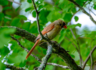 Cardinal