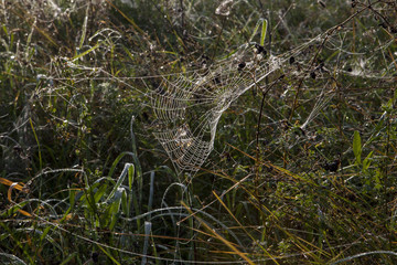 Foggy autumn morning in a meadow. A dewy spiderweb.