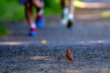 Runners