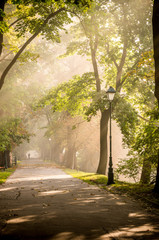 Park alley in the fog illuminated by the sun, with light beams visible