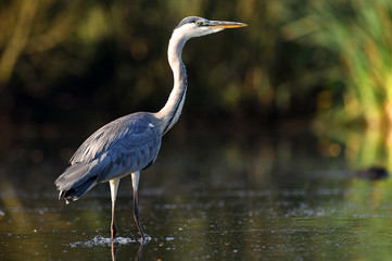 Grey heron (Ardea cinerea)
