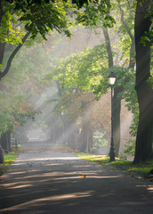 Park alley in the fog illuminated by the sun, with light beams visible