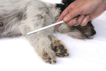 dog comb - grooming
