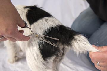 Dog hair cutting with the effilating scissors - grooming