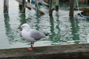 seagull in harbour 