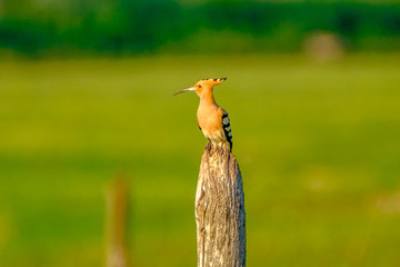 Hoopoe © Attila