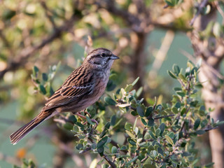 Sparrow photographed in their natural environment.