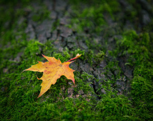 Yellow leaf on a mossy tree bark
