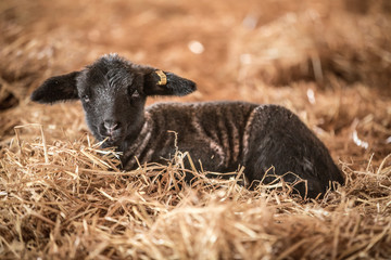 Baby Sheep, Lamb, Black Sheep