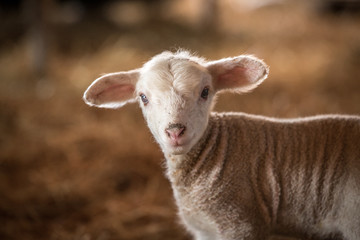 Cute Baby Sheep, Farm Animal