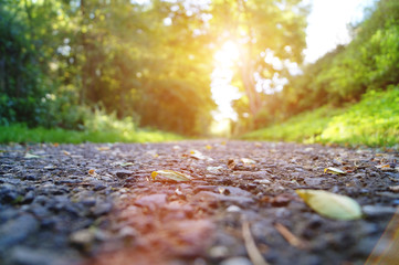 Fototapeta premium Waldweg im herbstlichen Sonnenlicht