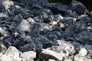 Hoary Marmot