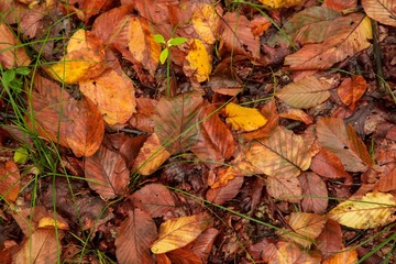 Leaves of Color in the Fall
