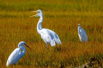Egrets