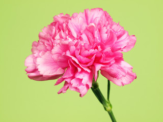 Pink Carnation flower