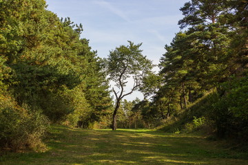 Ruins of castle Vrskamyk, Czech Republic.