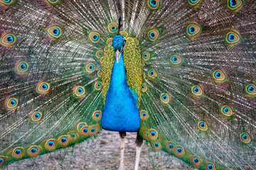 Naklejka premium Male peacock (Pavo cristatus) courtship display