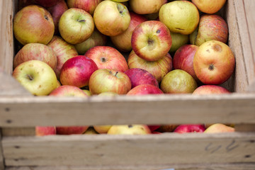 Handpicked organic apples