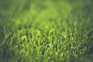 fondo natural de hierba