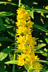 Lysimachia vulgaris close-up