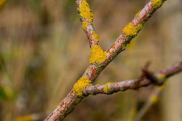 Lichen on a tree branch