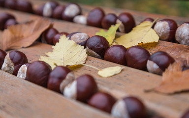 Autumn still life. Fresh chestnuts and dry colorful leaves.
