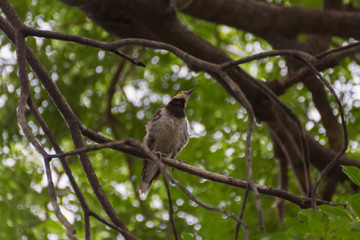 Bird (Black-collared starling, Sturnus nigricollis) on a tree