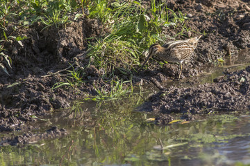 Bekassine (Gallinago gallinago)