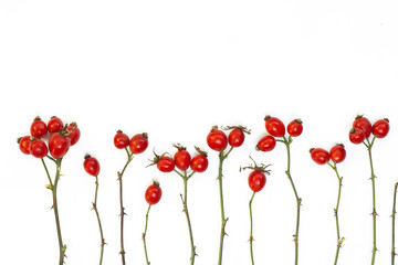 Medicinal plants and herbs composition: Dog rose, bunch branch Rosehips, Different types Rosa canina hips on white 