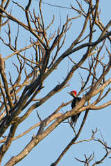 Pic Ouentou bruyant et facilement repérable en Guyane française