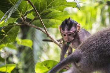Bali Indonesia Ubud Monkey Forest Baby