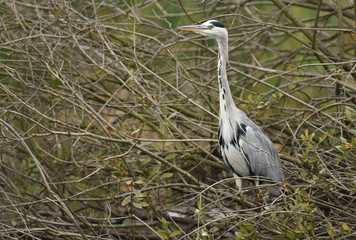Grey heron (Ardea cinerea)