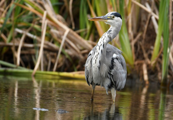 Grey heron (Ardea cinerea)